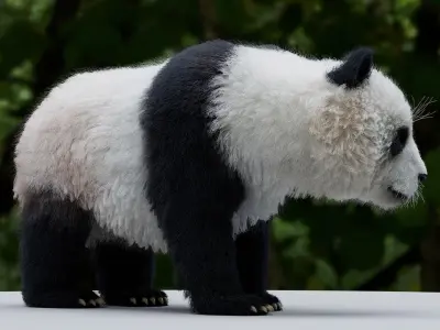  Panda RIGGED 