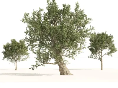  Mediterranean Olive Trees 