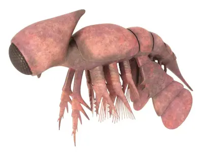 Cambropachycope 3D model