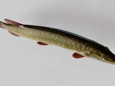 Pike Animated  purchase 3D model