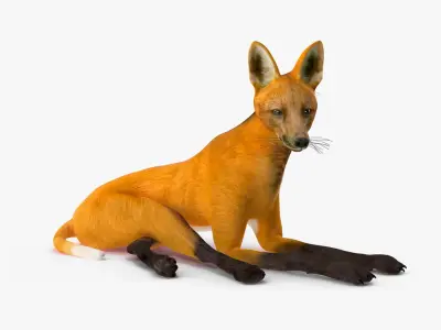 Chrysocyon Rigged for Maya 3D model
