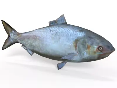 Fish Hilsa Fish Low-poly 3D model