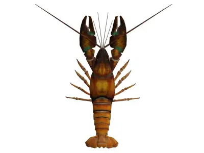 Crayfish Low-poly 3D model