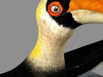 Great Indian hornbill Animation 3D model