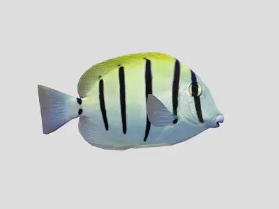 Coral Reef Fish Collection Animated - Game Ready pack 8 Low-poly 3D model