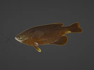 Sunfish Low Poly 3D model with Blender FREE Free 3D model