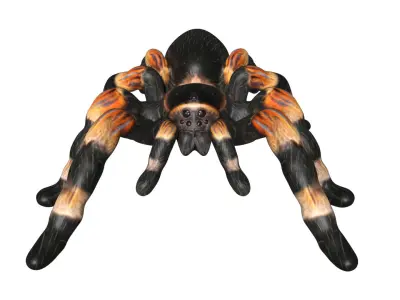 Tarantula spider Low-poly 3D model