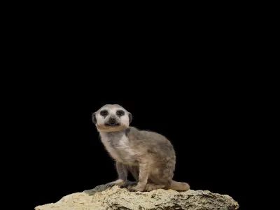 Meerkat Rigged Blender 3D model
