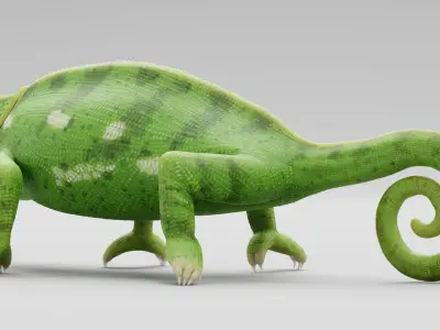 Flap Necked Chameleon Rigged 3D model