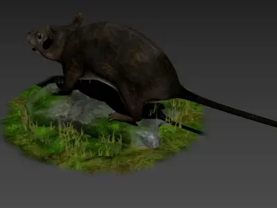 rats rat roddents mammals animal mouse cute pet fur lab 3D model