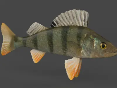 Perch Fish 3D model buy