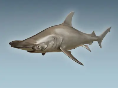 Hammerhead Shark 3D model 2