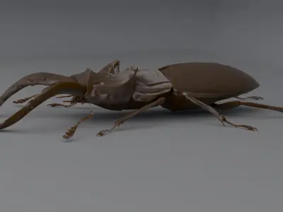 Stag Beetle Low-poly 3D model purchase