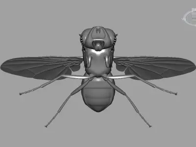 Fly insect 3D model get