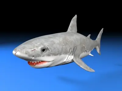 Great white shark  Low-poly 3D model