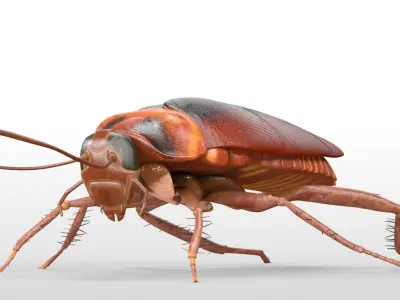 Cockroach Rigged 3D model purchase