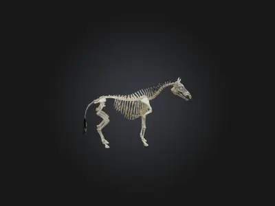 Realistic Zebra Skeleton Model Low-poly 3D model