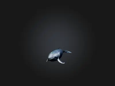 Realistic Whale Model Low-poly 3D model