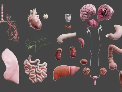 Full Asian Female Anatomy Rigged 3D model