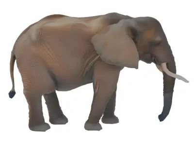 Elephant Low-poly 3D model get