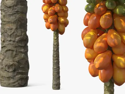 Exotic Papaya Tree with Ripe Fruit Bunch Orange Green 3D model
