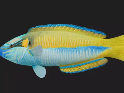 Wrasse Low-poly 3D model 3
