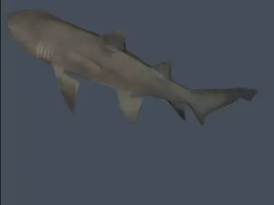 Shark 3D model get