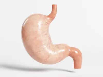  Human Stomach - Cross-Section 