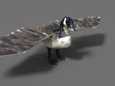 goose canadian with wings spread 3D model