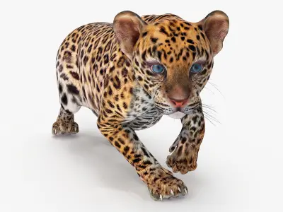 Leopard Cub Sneaking Pose 3D model