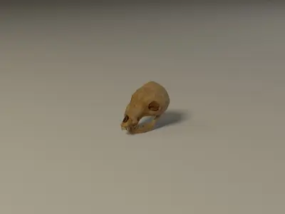 Animal skull Low-poly 3D model purchase