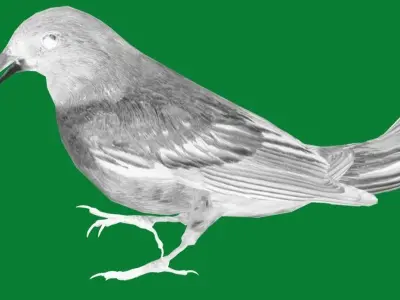 Indigo Bunting Bird 3D model