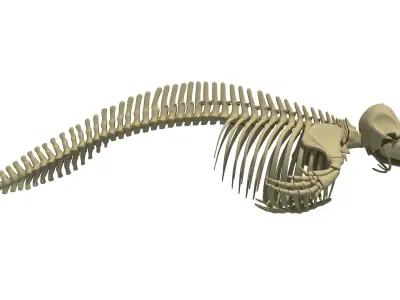 Aquatic Skeletons Models 3D model