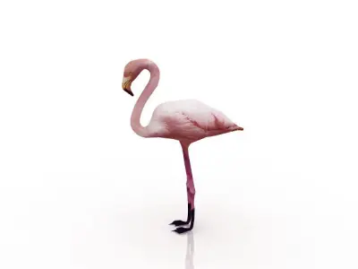 Flamingo bird 3D model purchase