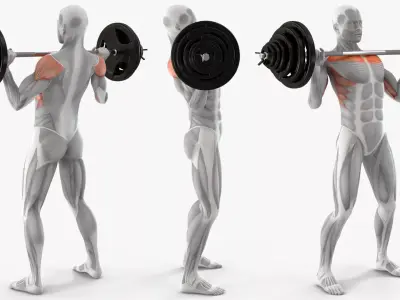 Male Muscular System Shoulder Press Animated Rigged for Maya 3D model purchase