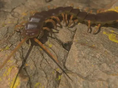 Centipede Rigged and Animated 3D model Low-poly 3D model