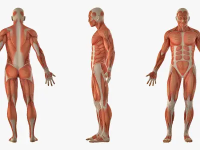 Anatomy Male Muscular System Rigged for Cinema 4D 3D model