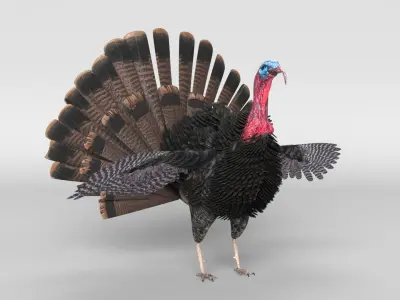  Turkey Animated 