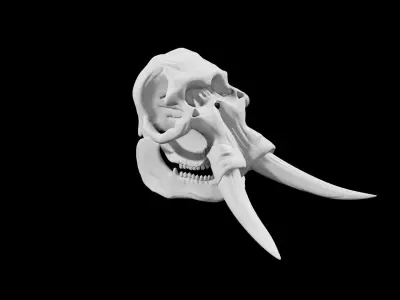 Elephant skull Low-poly 3D model