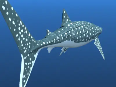 Whale Shark 3D model order