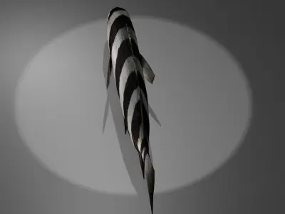 Archosargus fish with stripes Low-poly 3D model