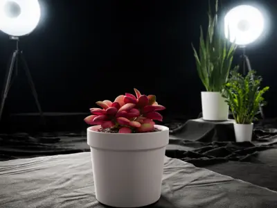  Sunrise Succulent Potted Plant Model 