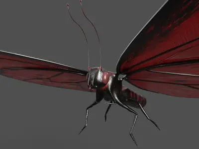 Butterfly 3d model with wings Low-poly 3D model