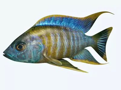 Chicild Fish 3D model