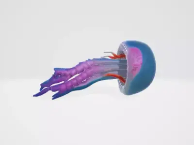 Jellyfish 3D model purchase
