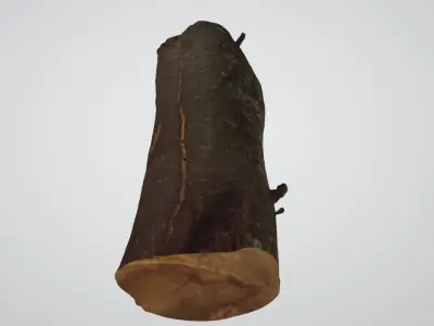 Treetrunk tree trunk 3D model