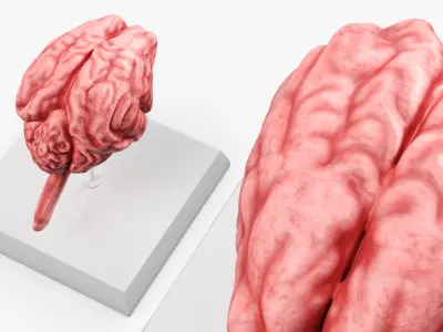 Feline Brain Anatomy Model with Metal Stand Pink 3D model