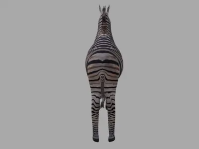 Zebra OBJ  and BLEND 3D model