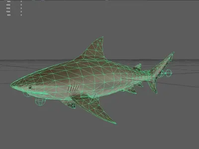 Shark Low-poly 3D model 25