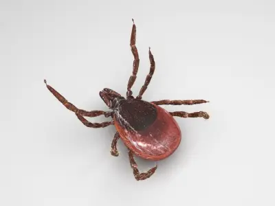 Tick Insect 3D model